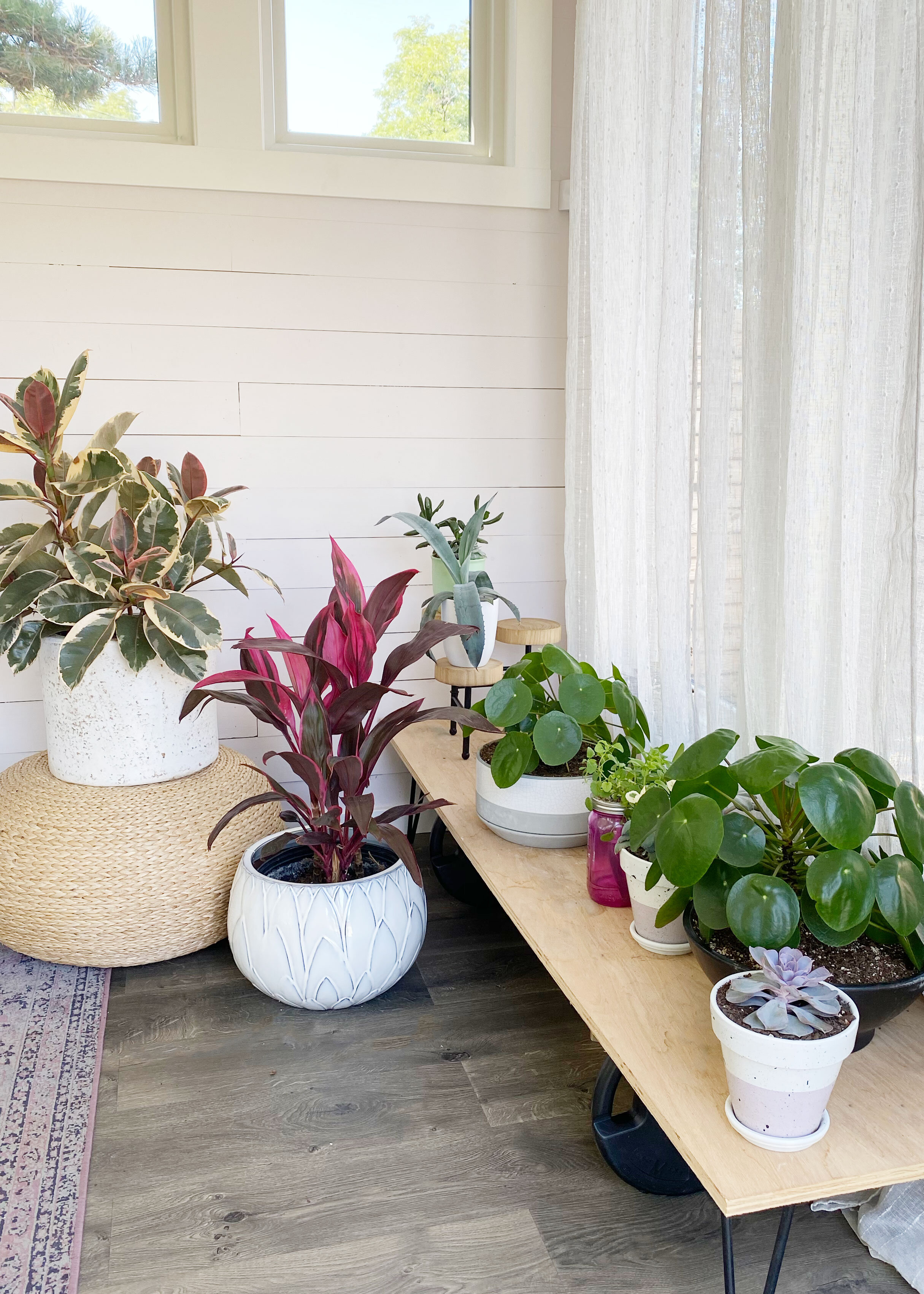  These are my sun-loving plants who chill in the long west-facing windows. I keep lots of tropicals and succulents here for sunbathing. Sweet loves! This color on my walls was one of the hardest decisions in this process! I fell in love with this col