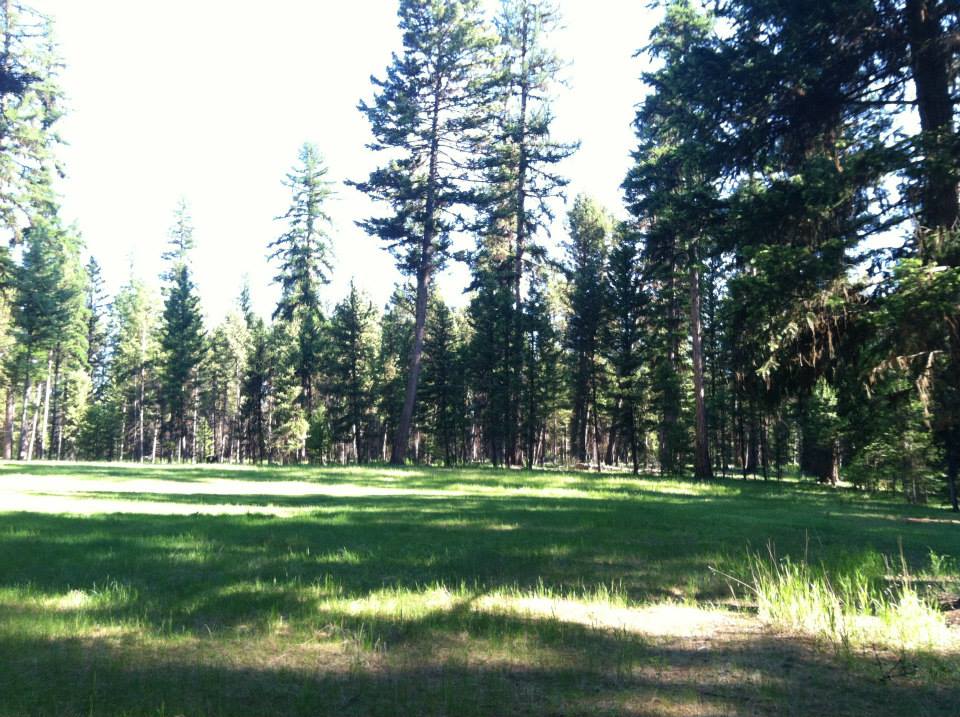 Field.jpg