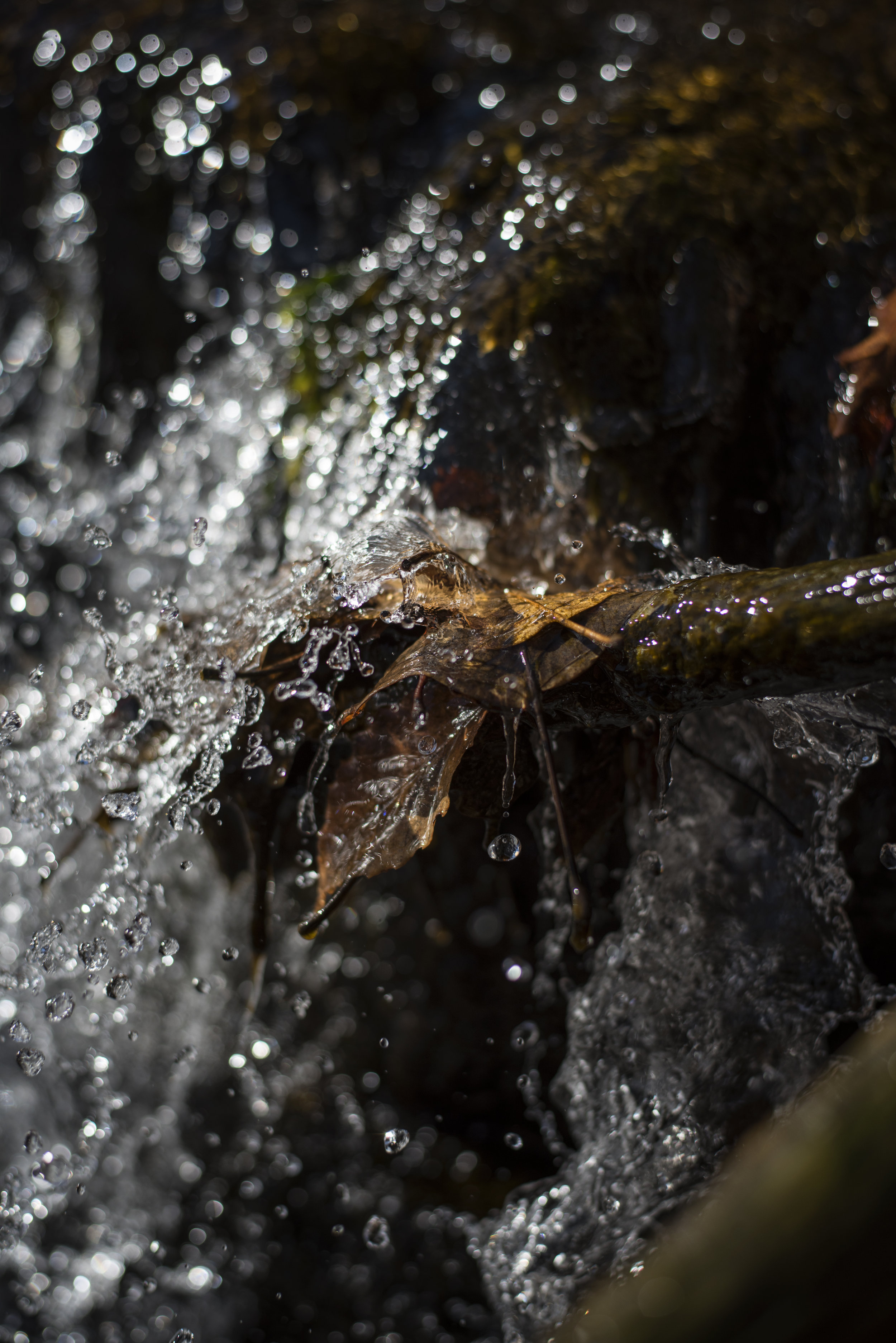 falling-water-on-fallen-leaf_40997130332_o.jpg