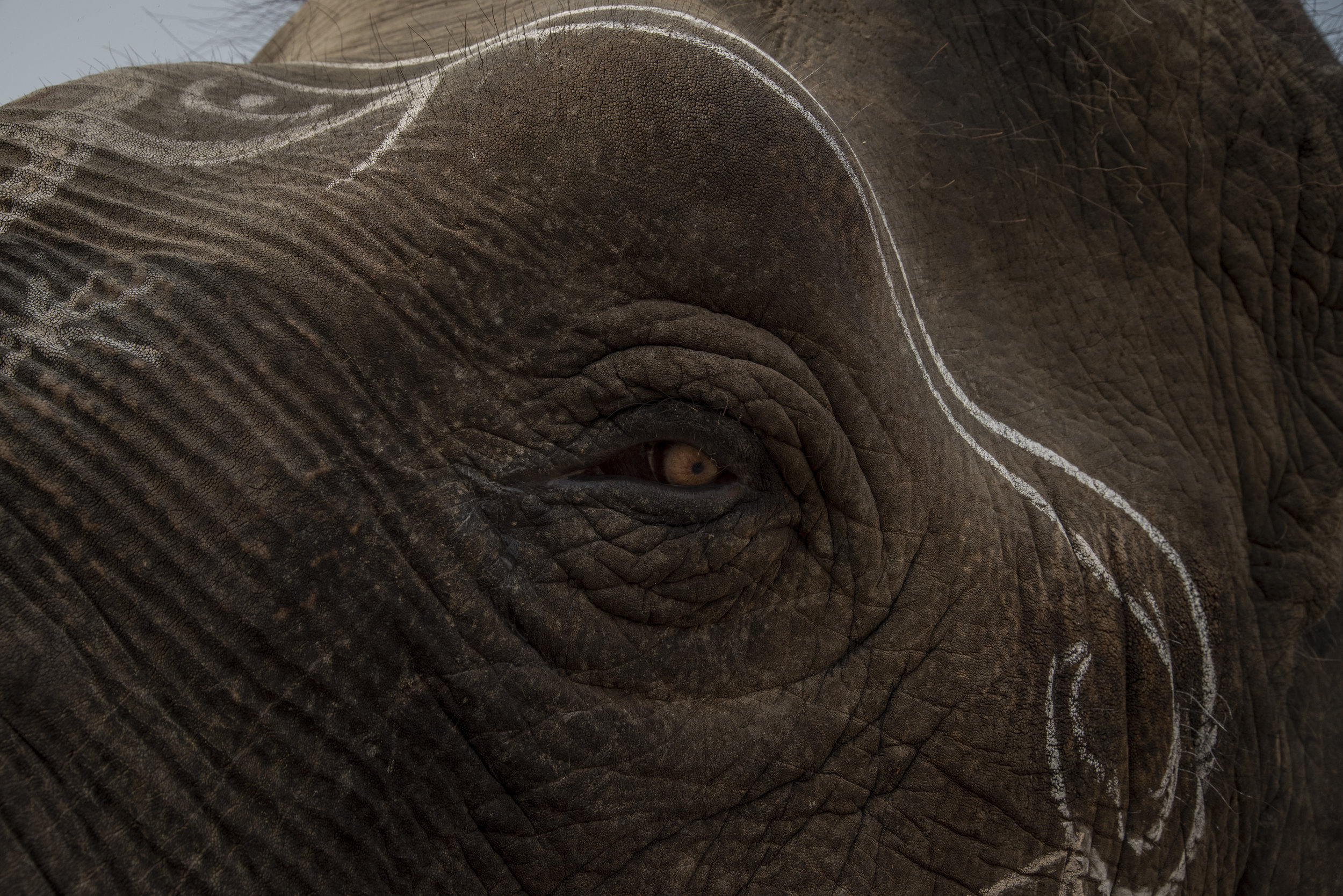An elephant named Lakshmi collects money from bystanders as her owner commands her to do various tricks.