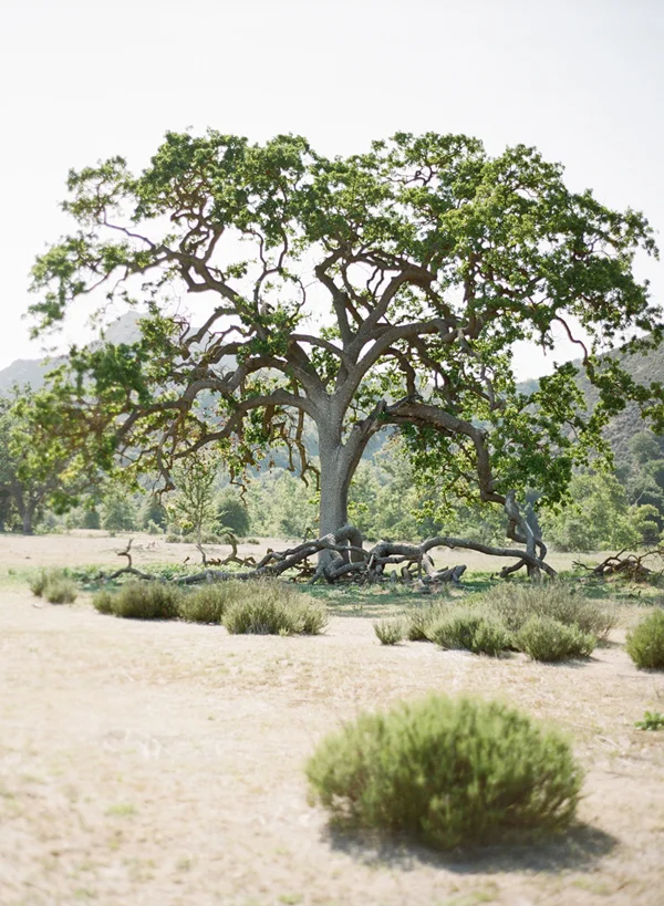 Rad lab tree-600.jpg