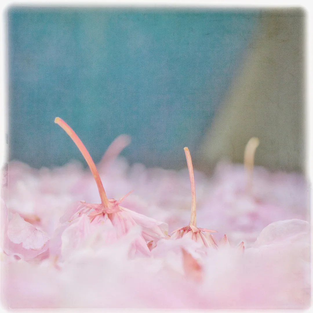 PinkPetalsSQFinalSmall.jpg