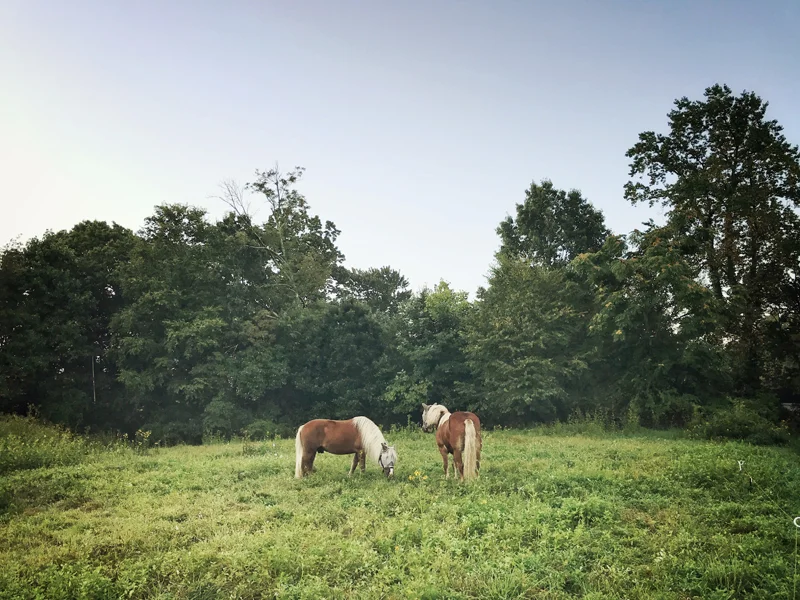 HorsesFieldResized.jpg