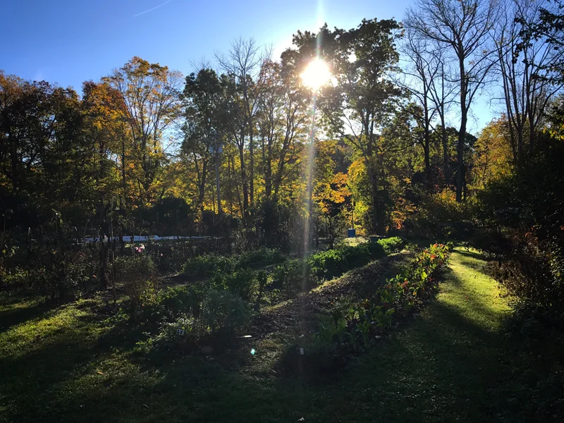 MorningGarden6Resized.jpg