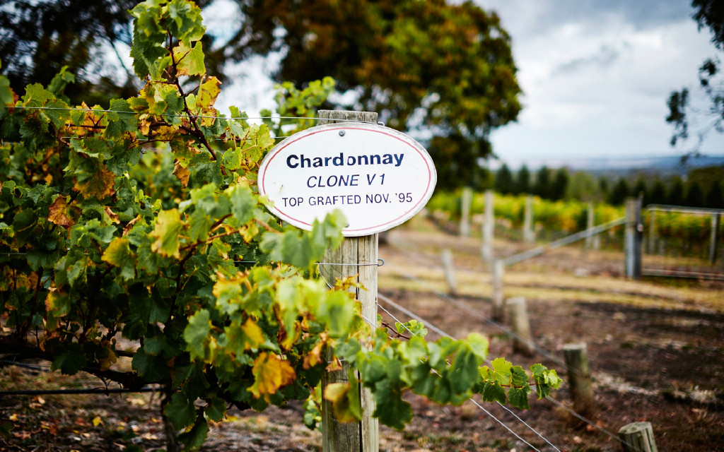 wines-sub-chard-slide3.jpg