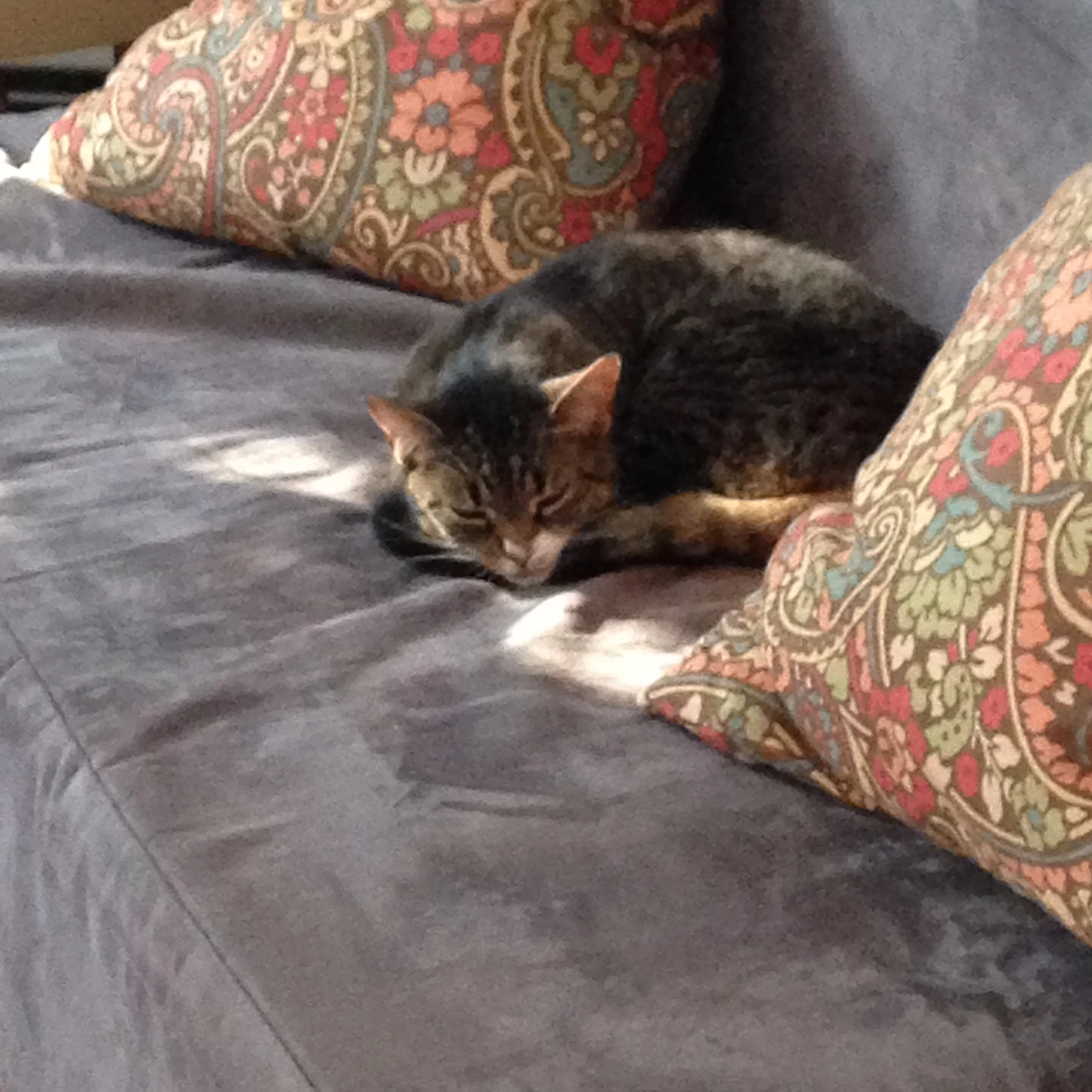 Willow enjoying the new Couch