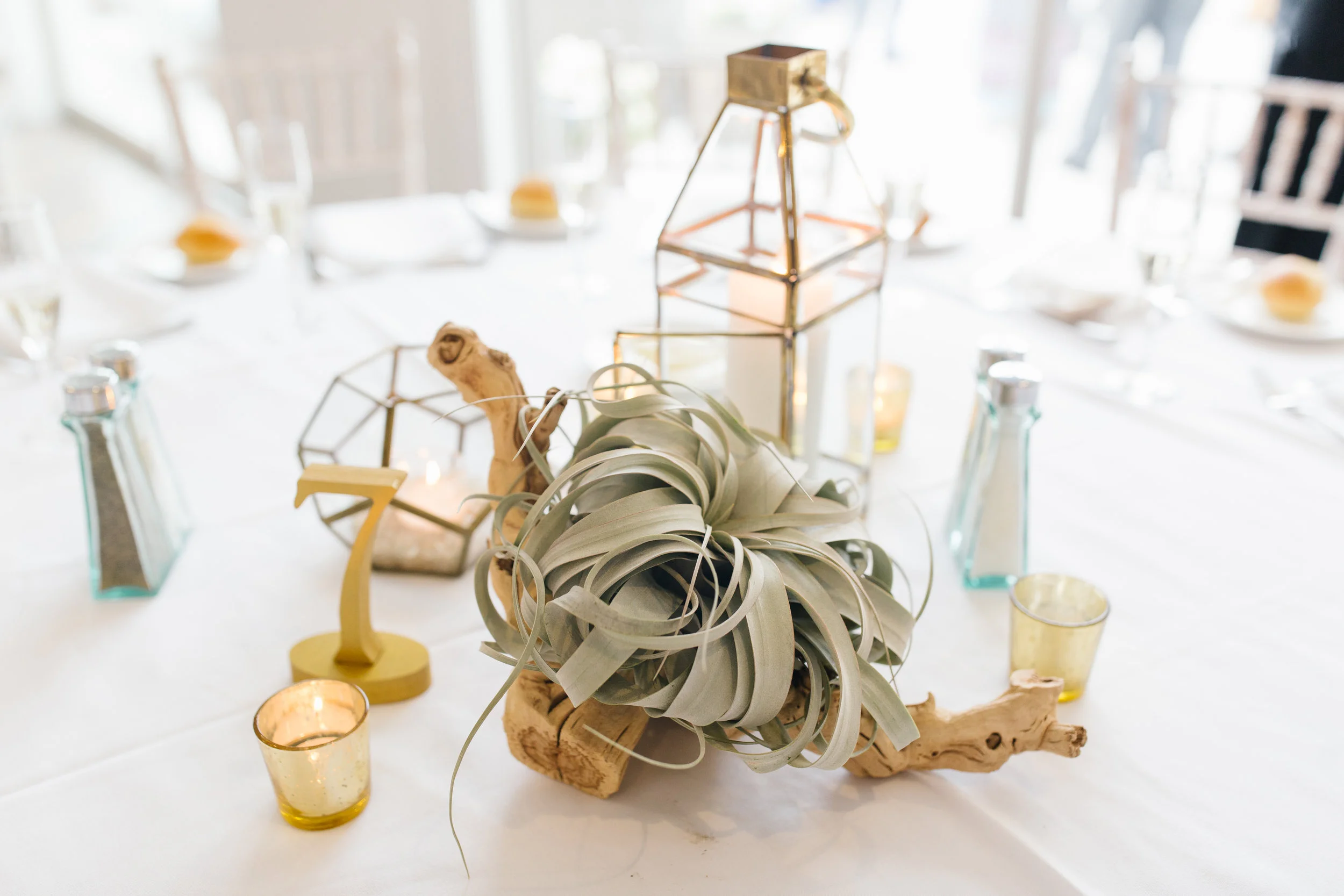 driftwood with air plants