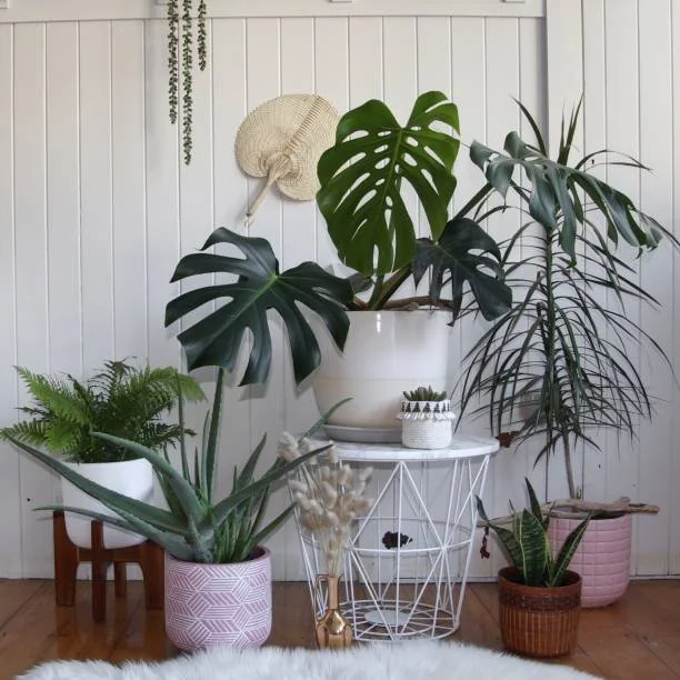 Houseplant Wellness Week