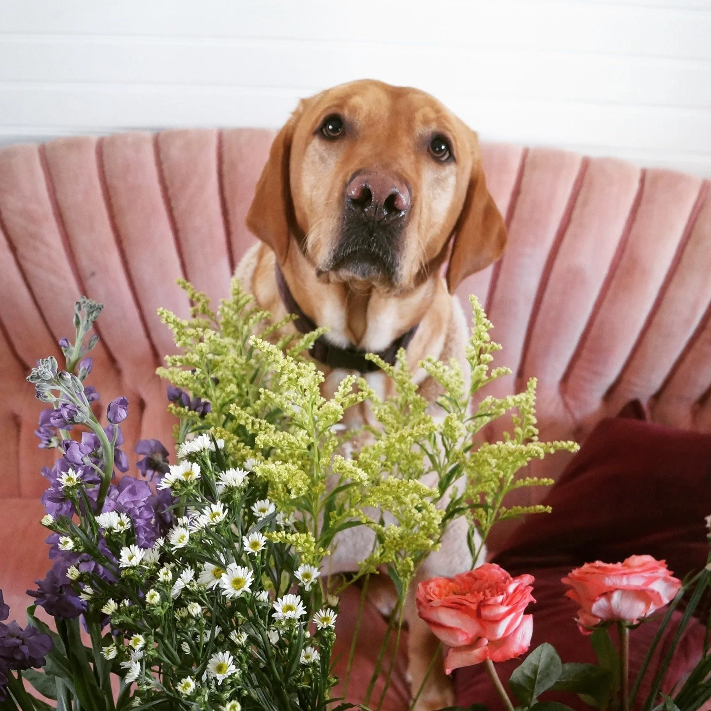 🌿🐾 Pet-Friendly Plants for a Happy Home! 🐾🌿

Many plants can be harmful to cats and dogs&mdash;but your home doesn&rsquo;t have to be plant-free! 😺🐶

At A Garden Party, we offer a beautiful selection of pet-friendly flowers and houseplants you 