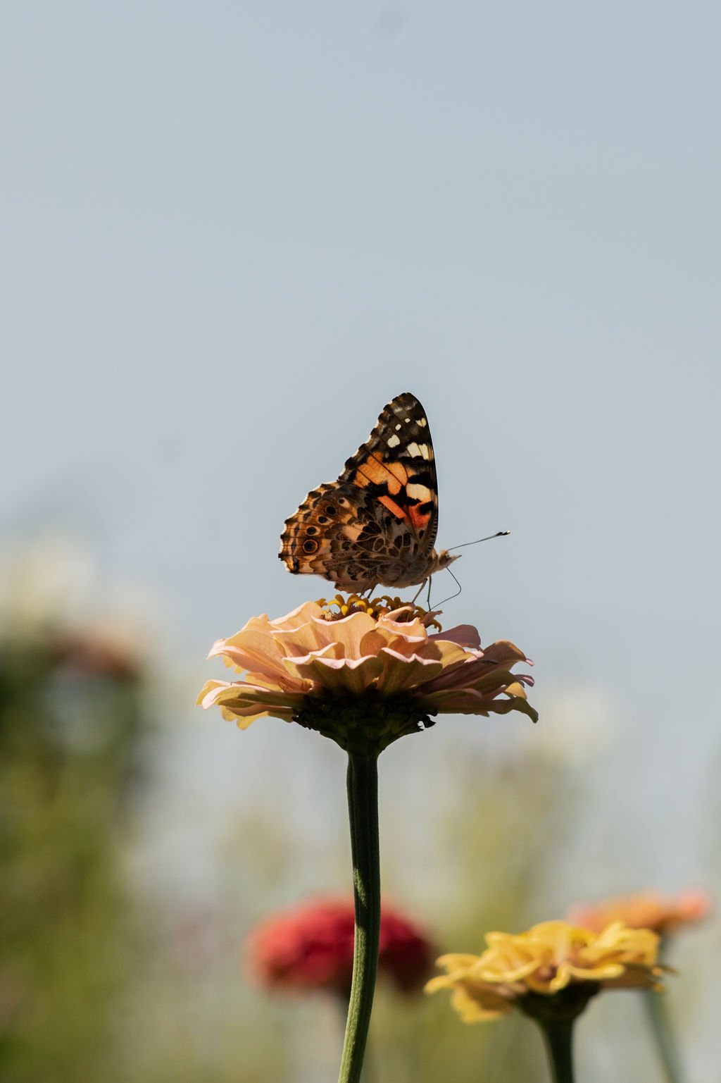 Kids Garden Hour - Pollination Celebration