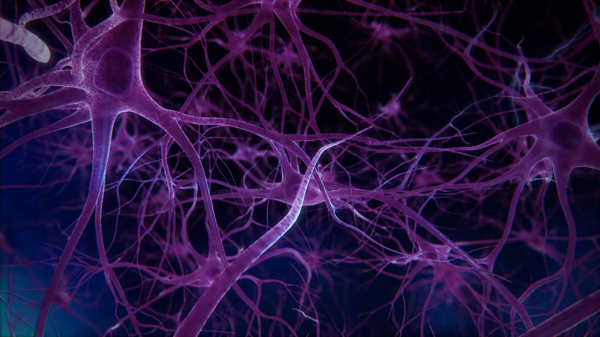 neurons-fly-through_3d_model_max_018a5aaf-c21b-4d9e-aa44-e6ac6847183b.jpg