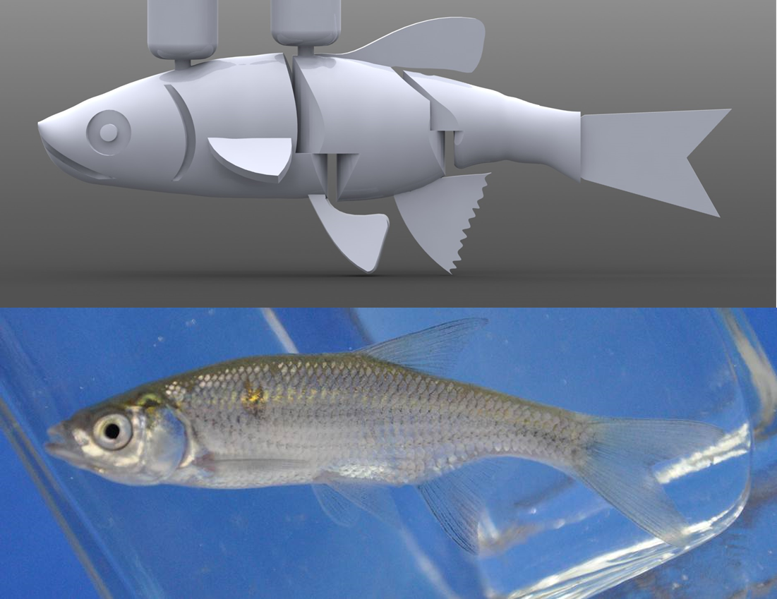 Fish and robots swimming together in a water tunnel: robot color and tail-beat frequency influence fish behavior