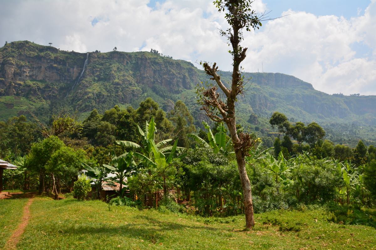 Our farm on Mt Elgon just outside of Mbale in far east Uganda