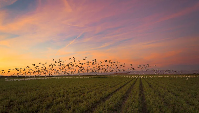 Victory Tischler-Blue, Whoosh of a Thousand Wings, Archival Pigment Print