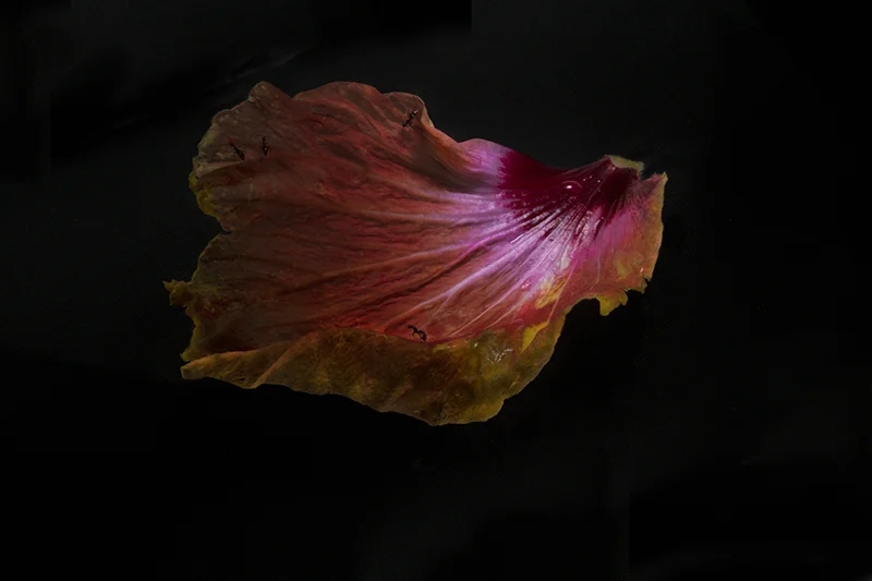 f-Ants on Hibiscus petal_7089 copy_web.jpg