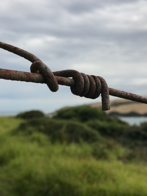 Peter Peryer South-Head-Hokianga.jpg