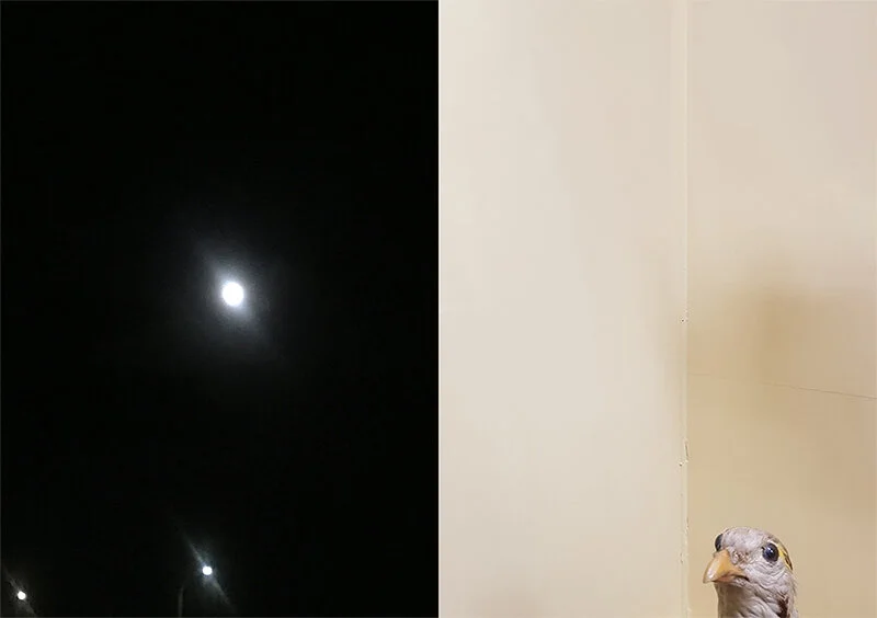  Rob Cherry, Bena Jackson  Have You Seen the Moon Tonight/Bird, 2020  310gsm Ilford Galerie Smooth Cotton Rag 148 x 210 mm  Set of 7 images, edition of 10 $575 incl. GST   _____ 