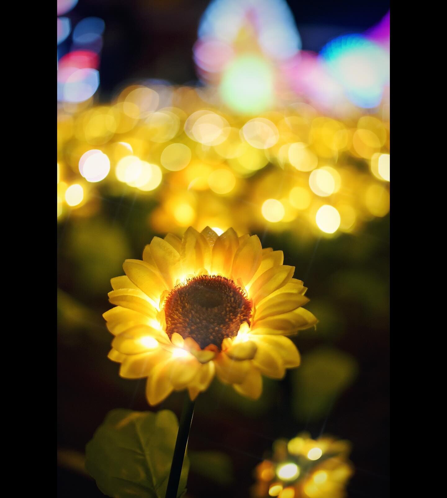 This field of flowers at the Imaginarium was so cool! @castatefair 
.
#photography #photographer #auburn #colfax #sacramento #foresthill #foresthillbridge #placercounty #california #norcal #goldcountry #sunrise #landscape #landscapephotography #sierr