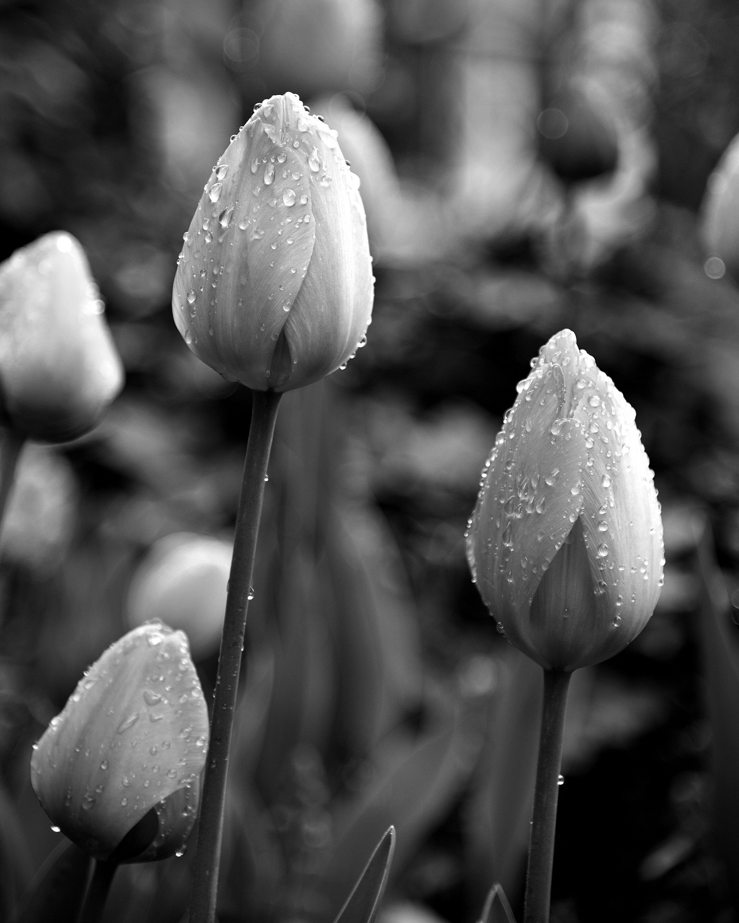 It&rsquo;s almost that time of year again when the thousands of tulips at @crystalhermitagegardens bloom. If you&rsquo;ve never taken a tour of their beautiful garden, you&rsquo;re missing out! 
.
#flowers #flower #tulips #tulip #garden #spring #anan