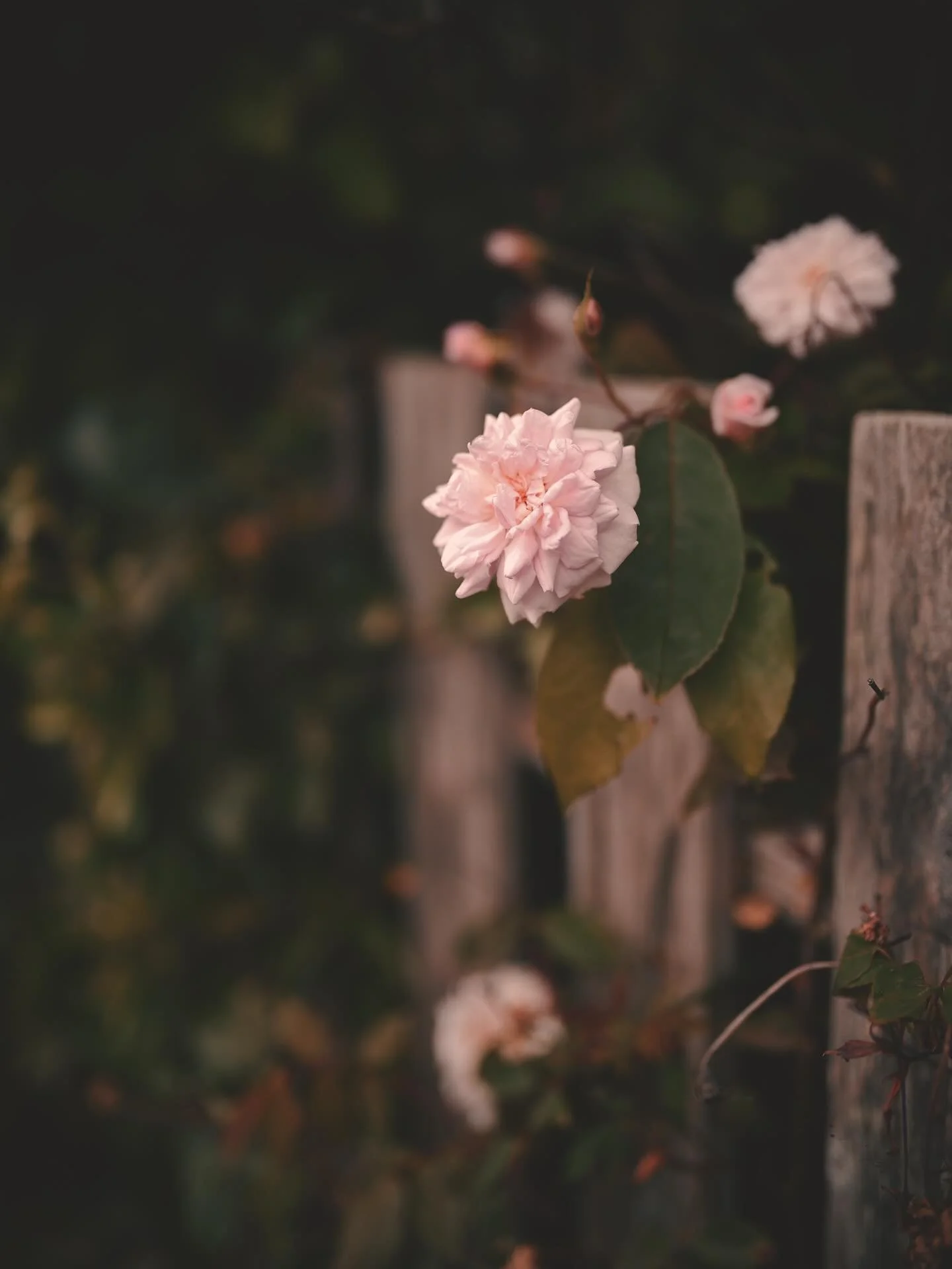 🌸🪷
.
#flower #flowers #garden #spring #summer #photographer #photography #nikon #mendocino #califonia #norcal #californiacoast #lostcoast #fortbragg