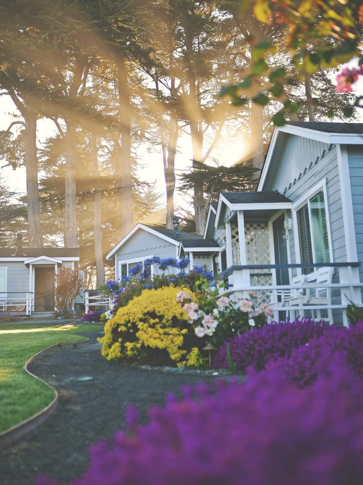 Morning ☀️🌲
.
#mendocino #searockinn #california #californiacoast #westcoast #beach #ocean #flowers #roadrrip #hwy1 #lostcoast #fortbragg @searockinn