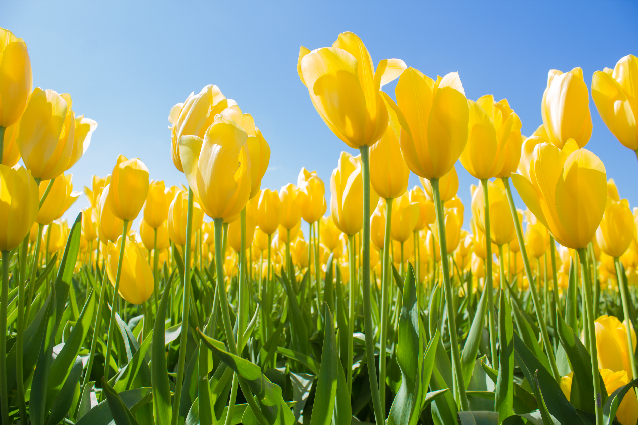 Yellow Tulip Giants-1.jpg