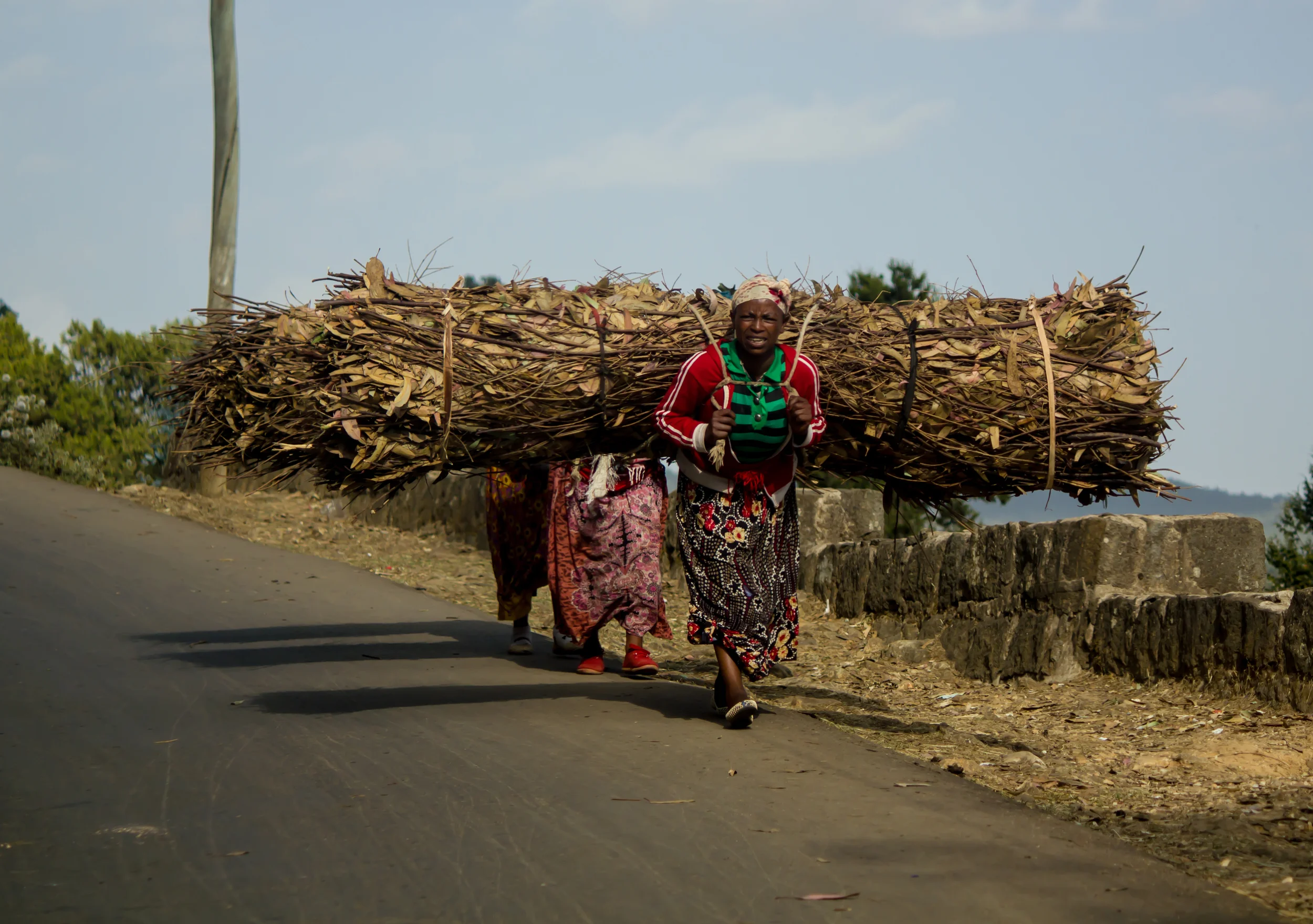 Firewood collection on Entoto Mountain