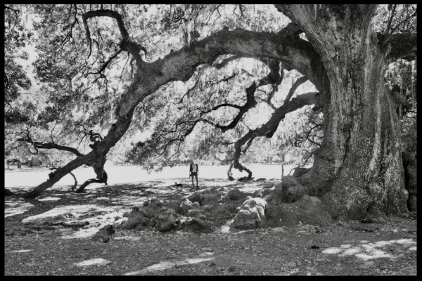 Etienne de Boré oak, Audubon Park, New Orleans