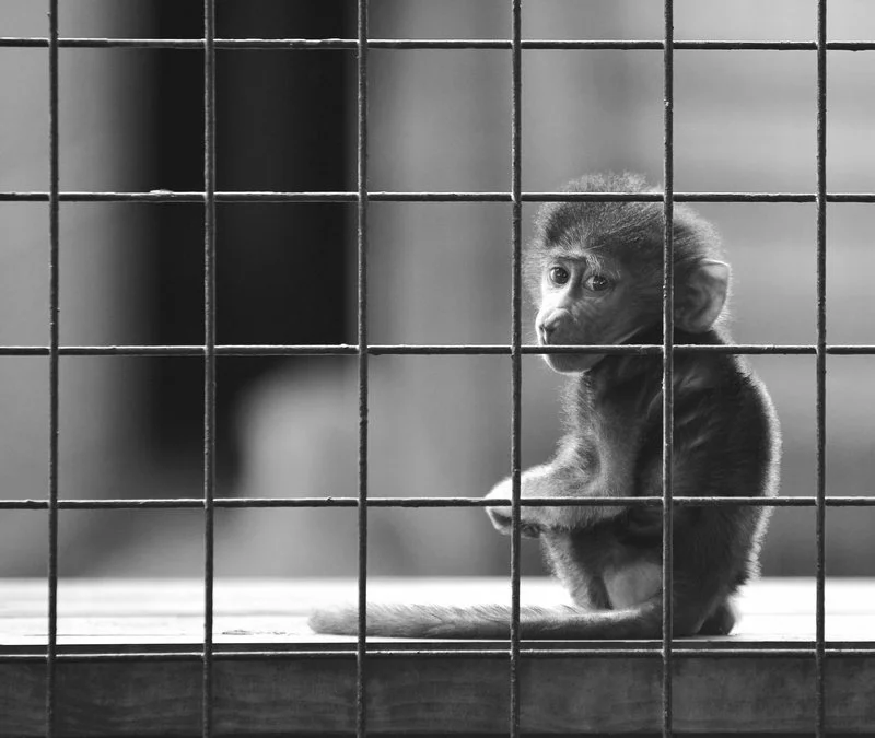 It's not you. It's your cage. photo by Stewart Hardy