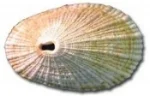 keyhole_limpet.jpg