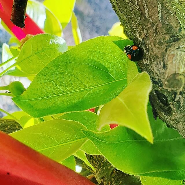 I spy... #reallycoolladybug #ladybug #plants #backyardfun #sunnyday #bug