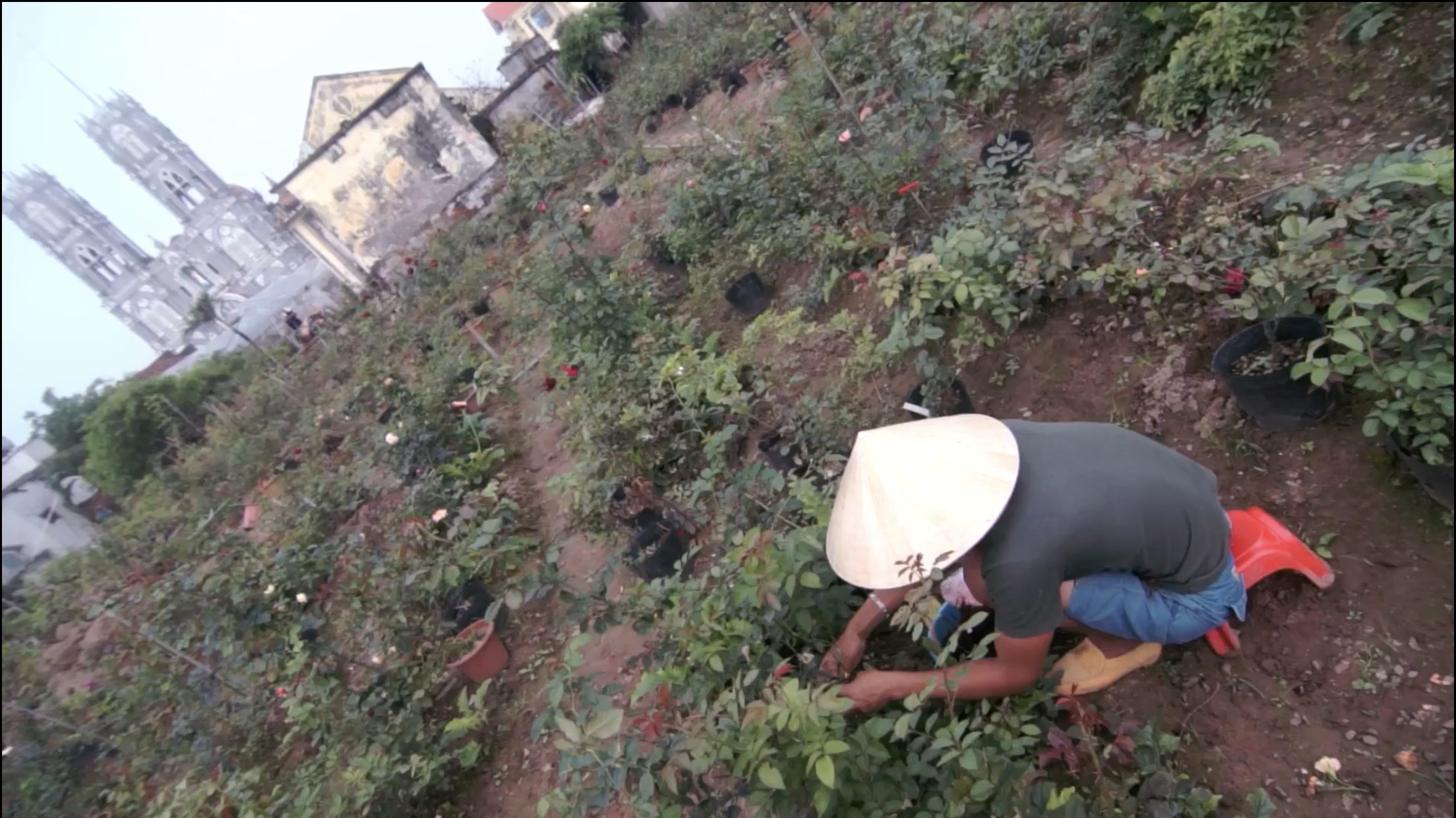 『ビン君の花園』について（グエン・クオック・タイン寄稿）