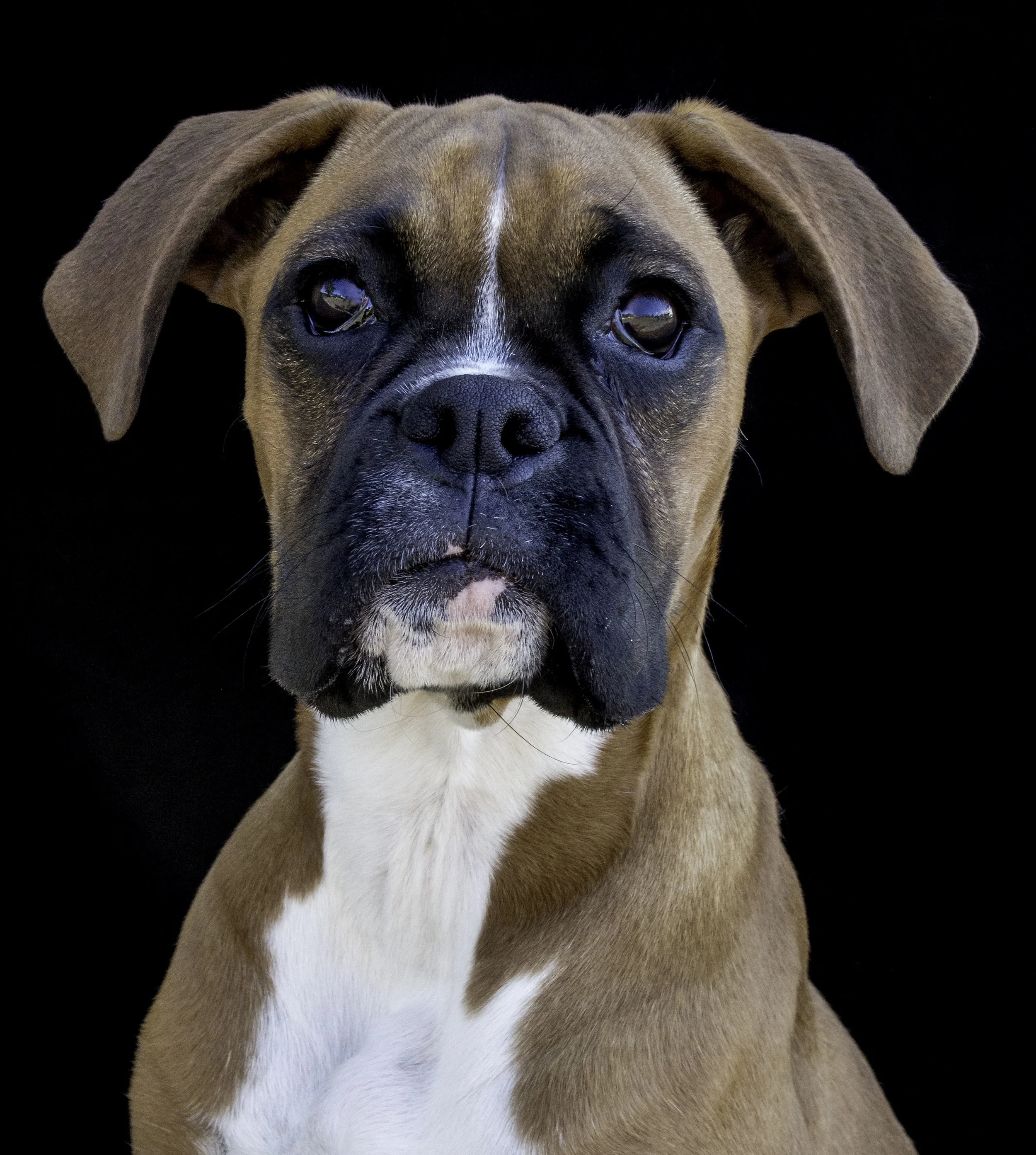 dog shoot (37 of 57)-Edit.jpg