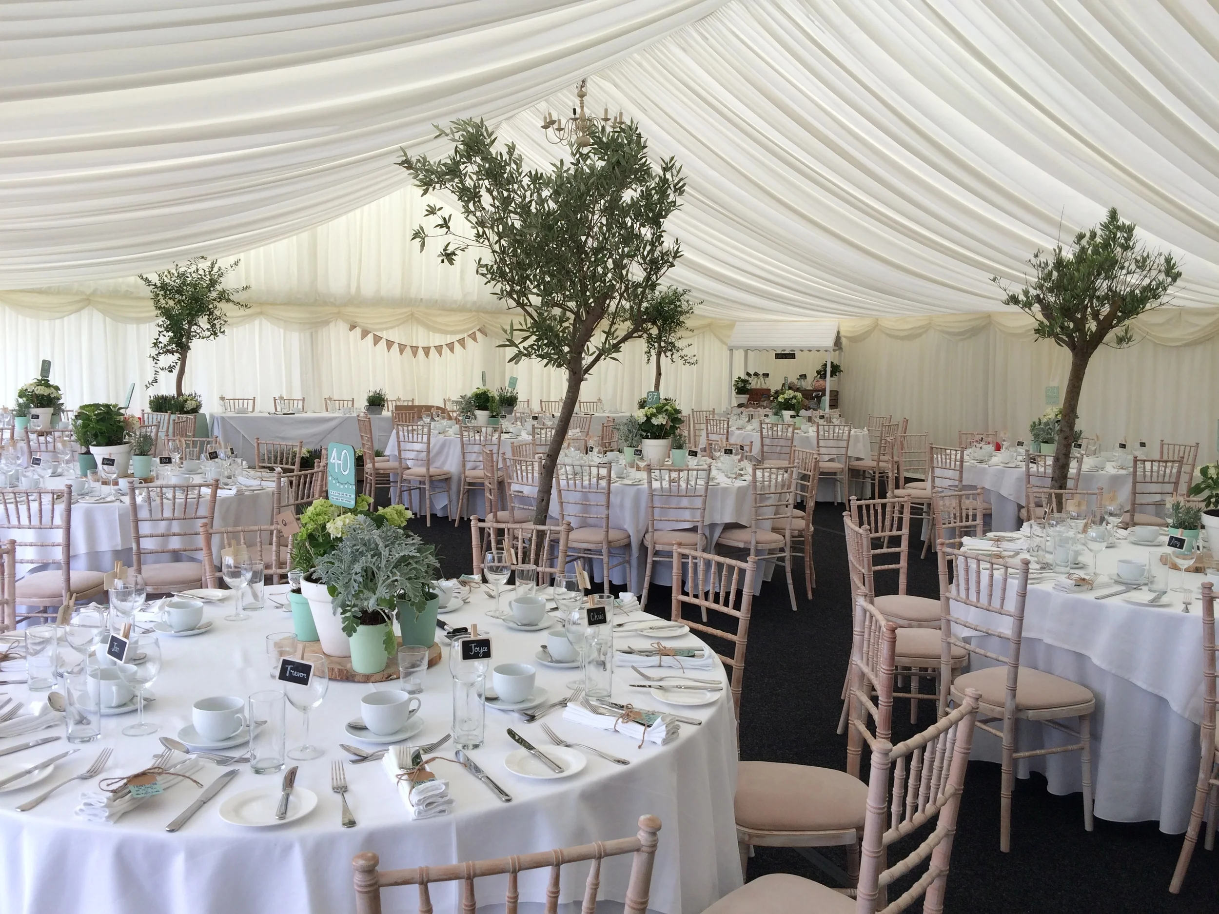 marquee olive trees.jpg