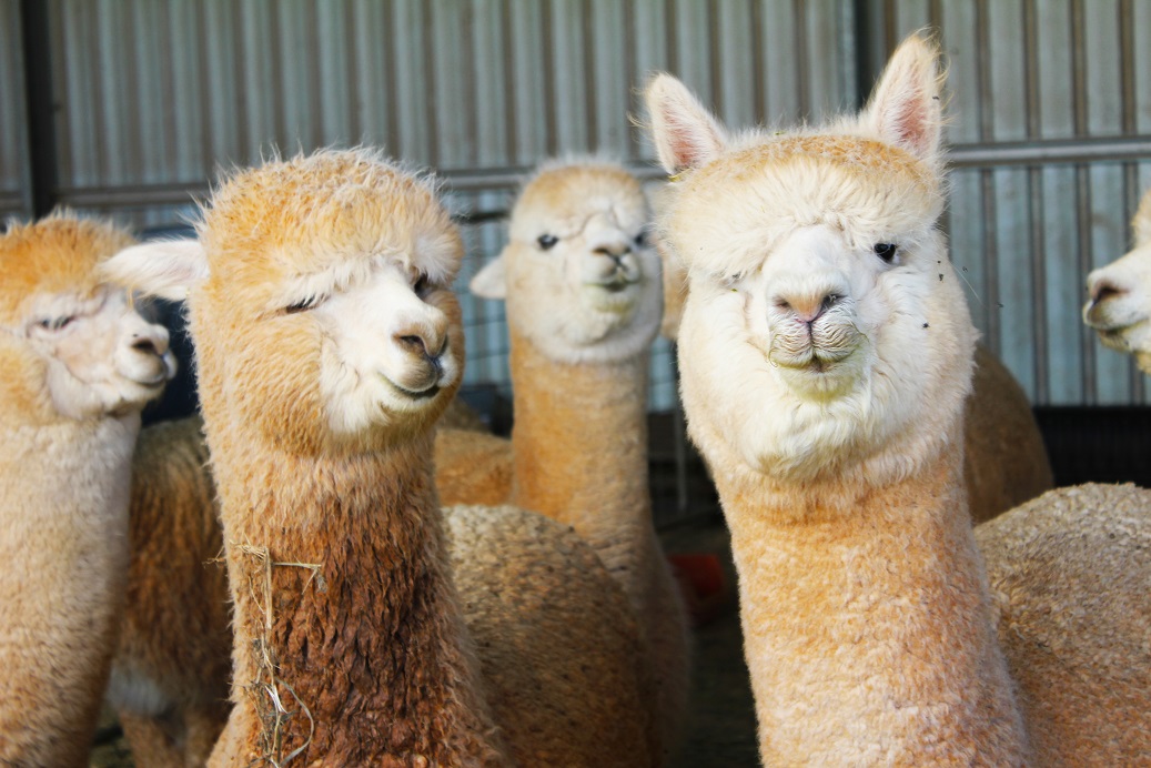 alpacas_s.jpg