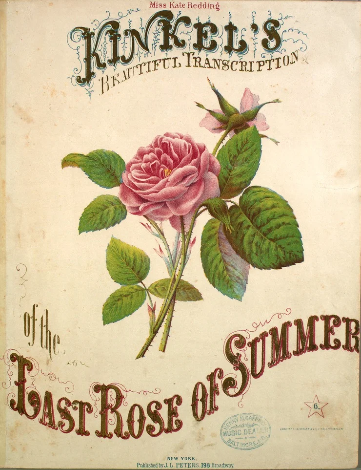 last_rose_of_summer.jpeg
