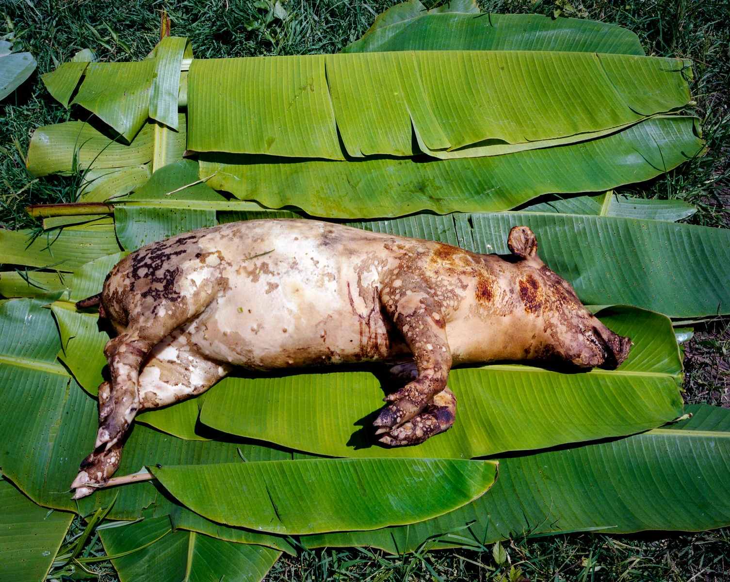 A pig is used to perform "adat", a traditional healing ritual in Tanah Papua.