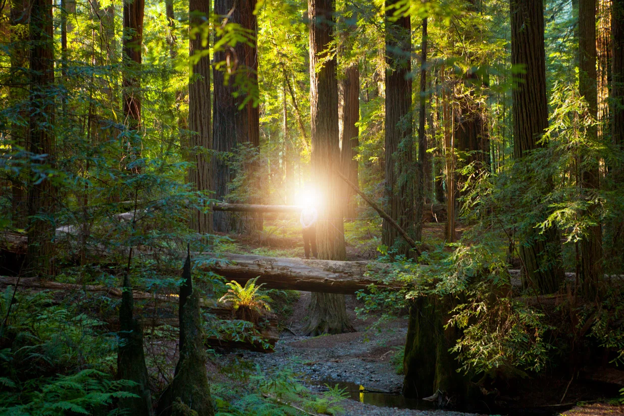 redwoods.jpg