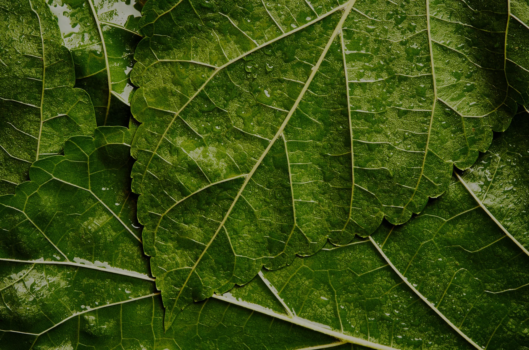 leaves.jpg