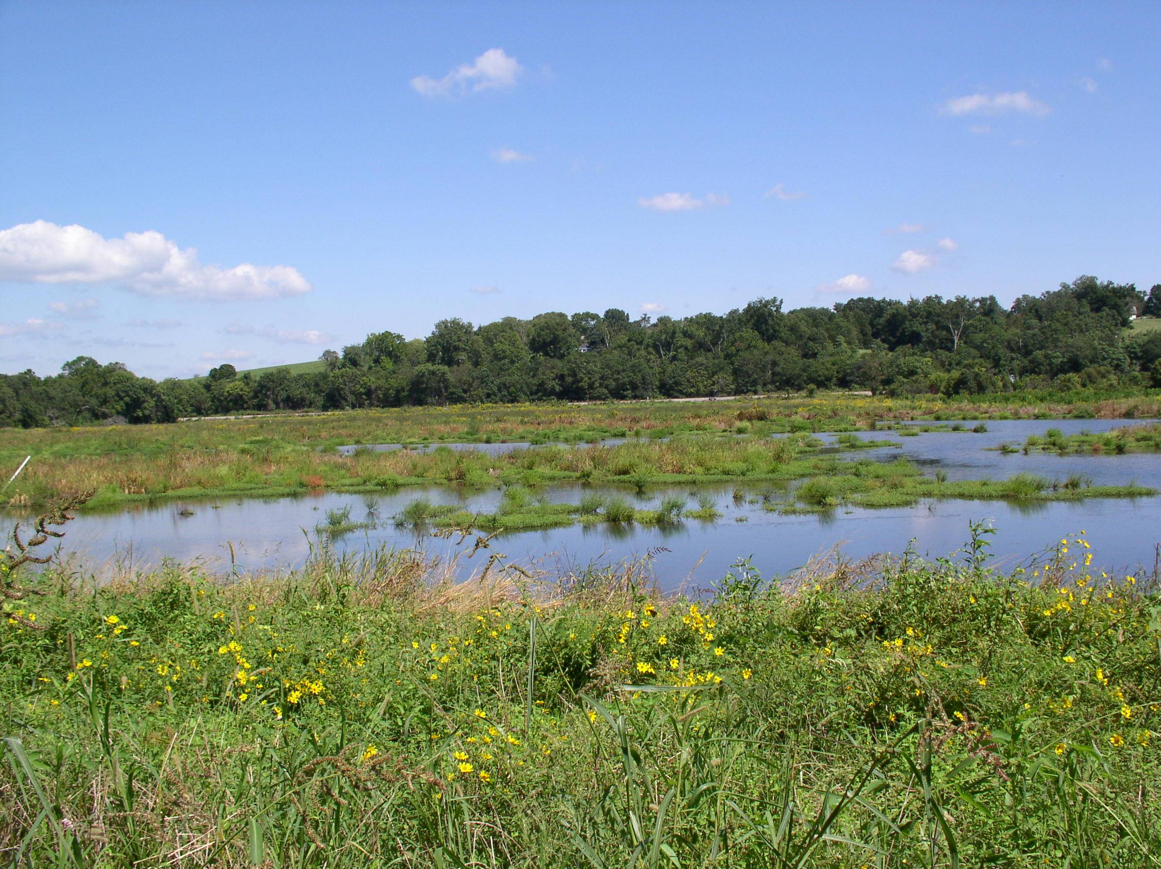 James  River Mitigation Landbank (Wetland).jpg