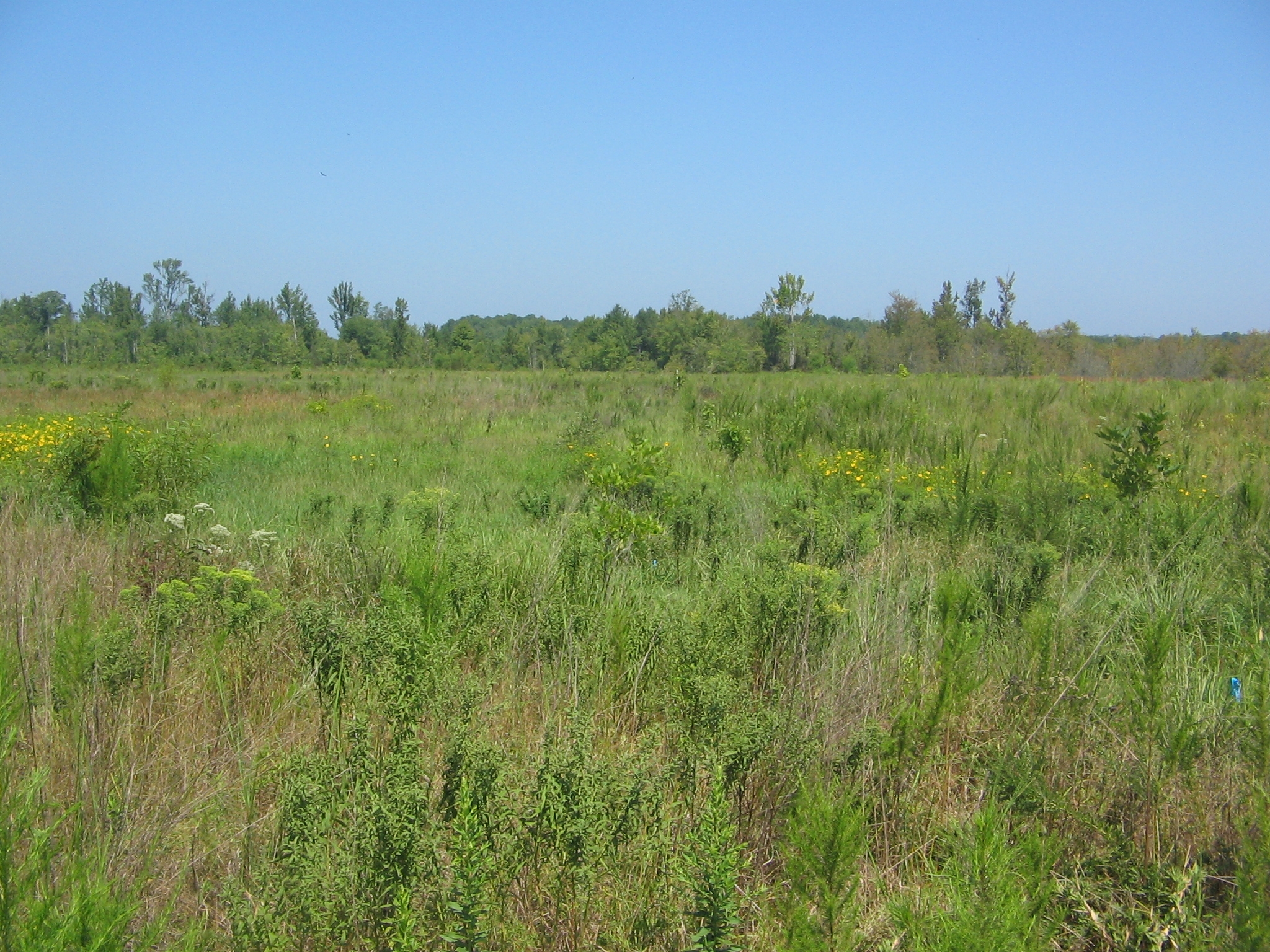 Appomattox Wetland Restoration.JPG