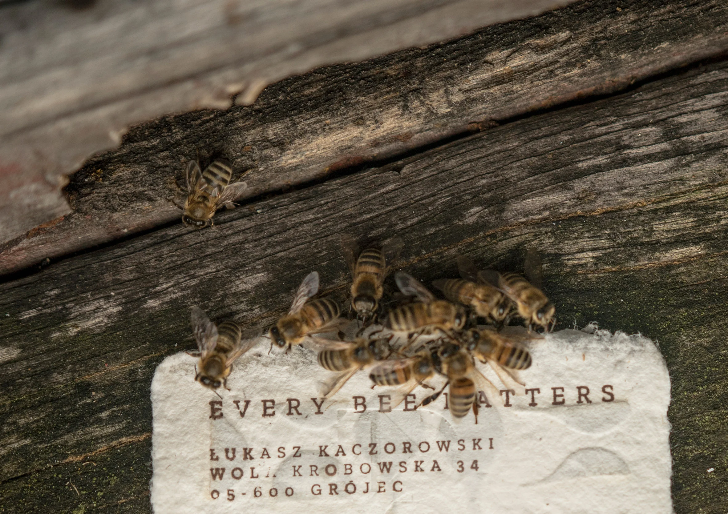 bee-saving-paper-design-environment_dezeen_2364_col_4.jpg