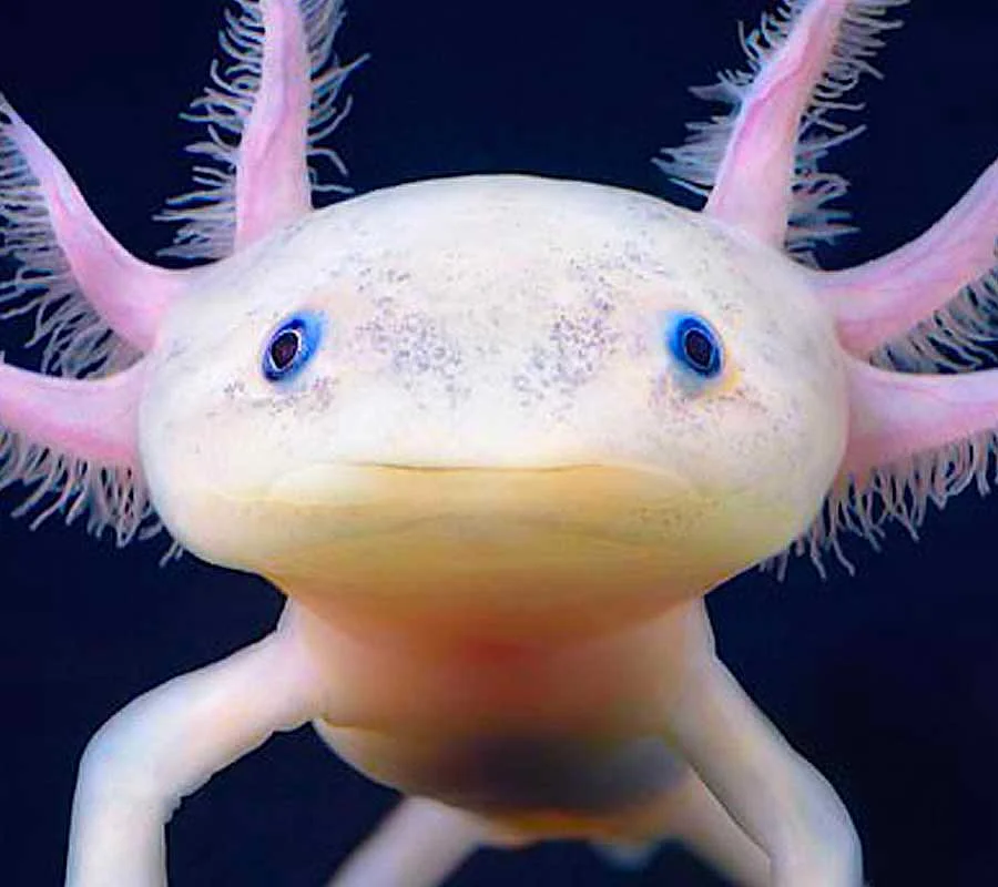 g_axolotl.jpg