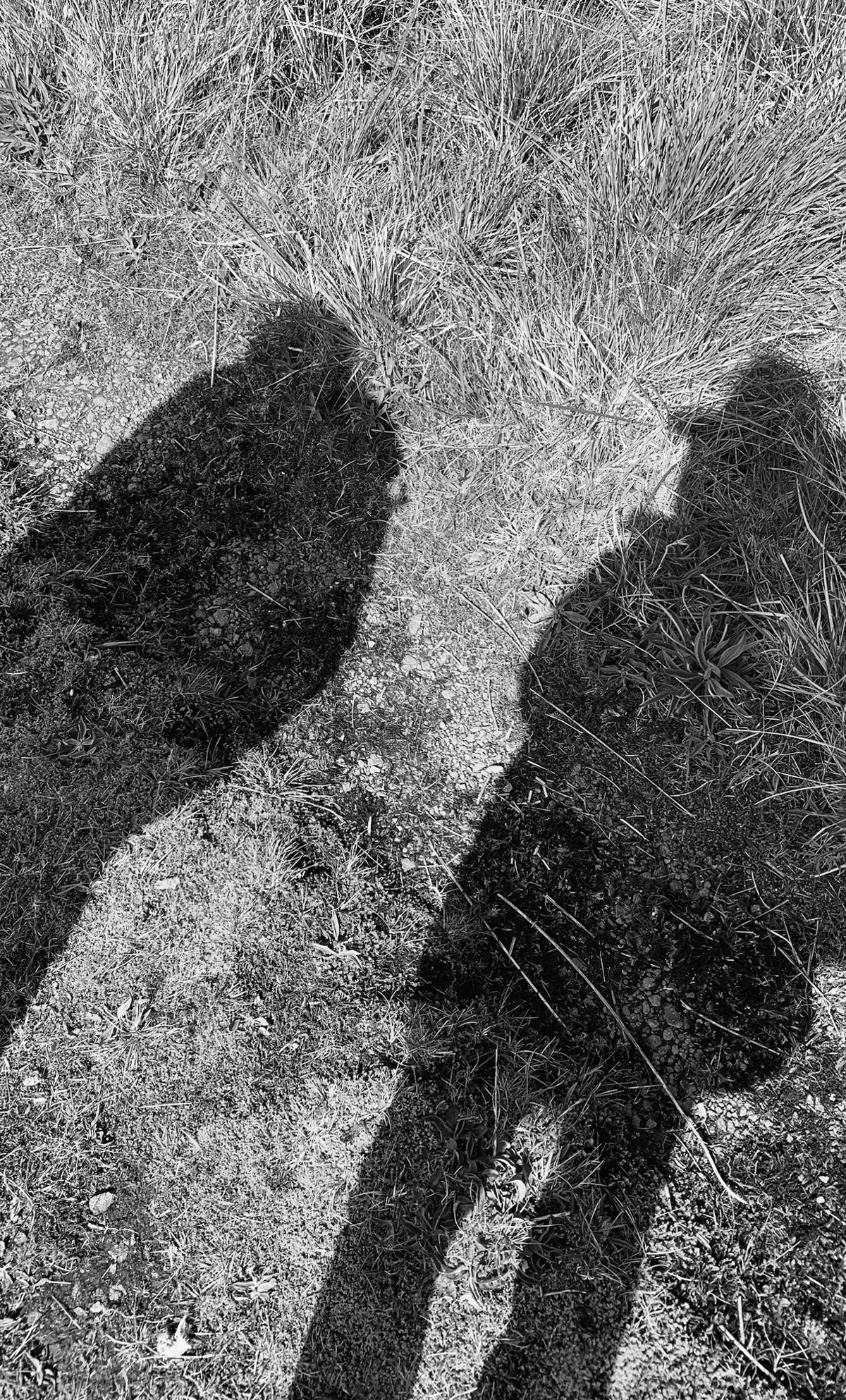 shadows.jpg