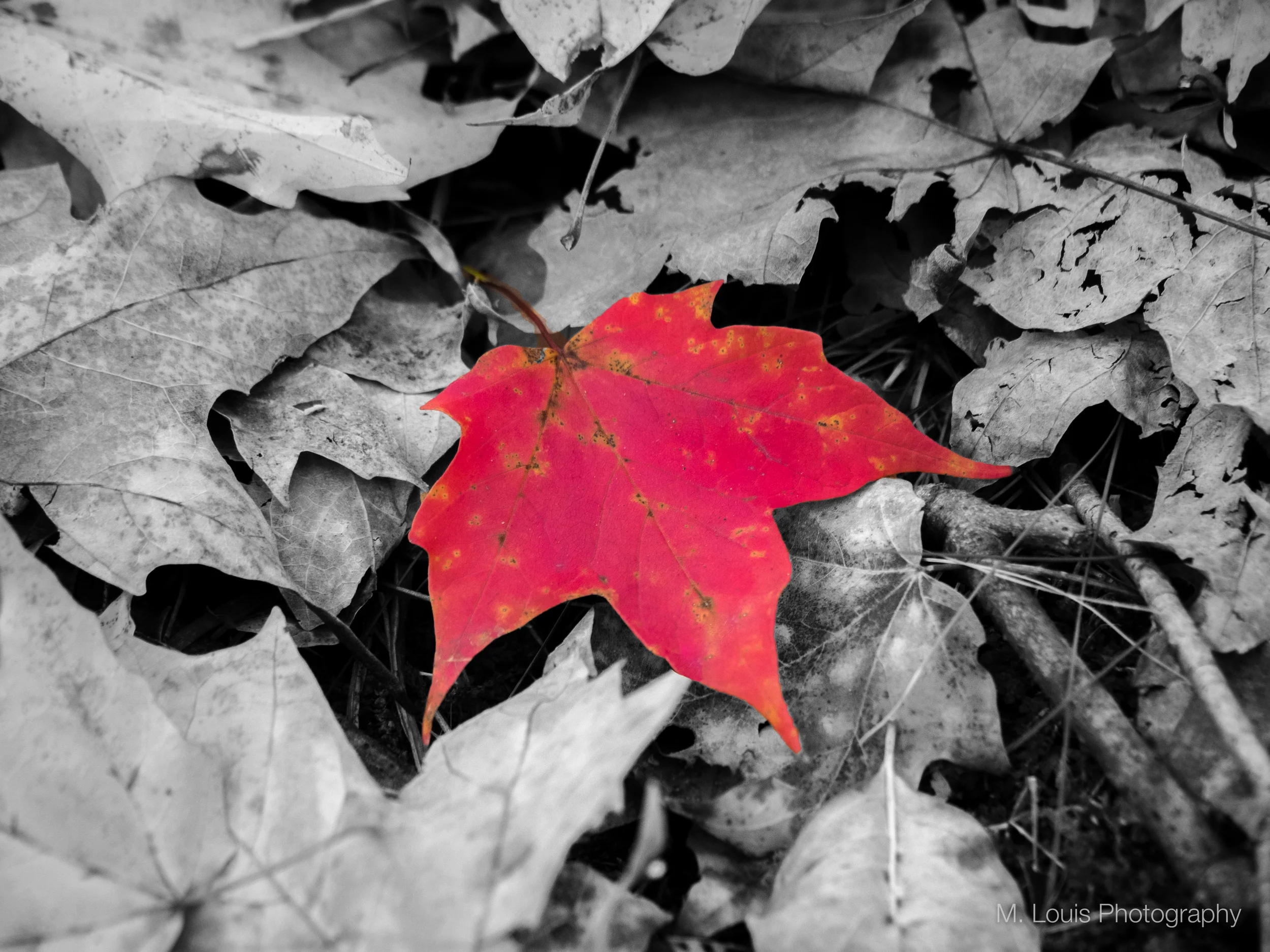 Red Leaf B-W.jpg