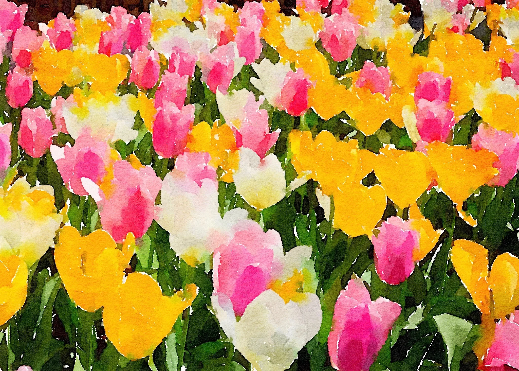 ETSY-Field of Tulips IMG_2173.jpg