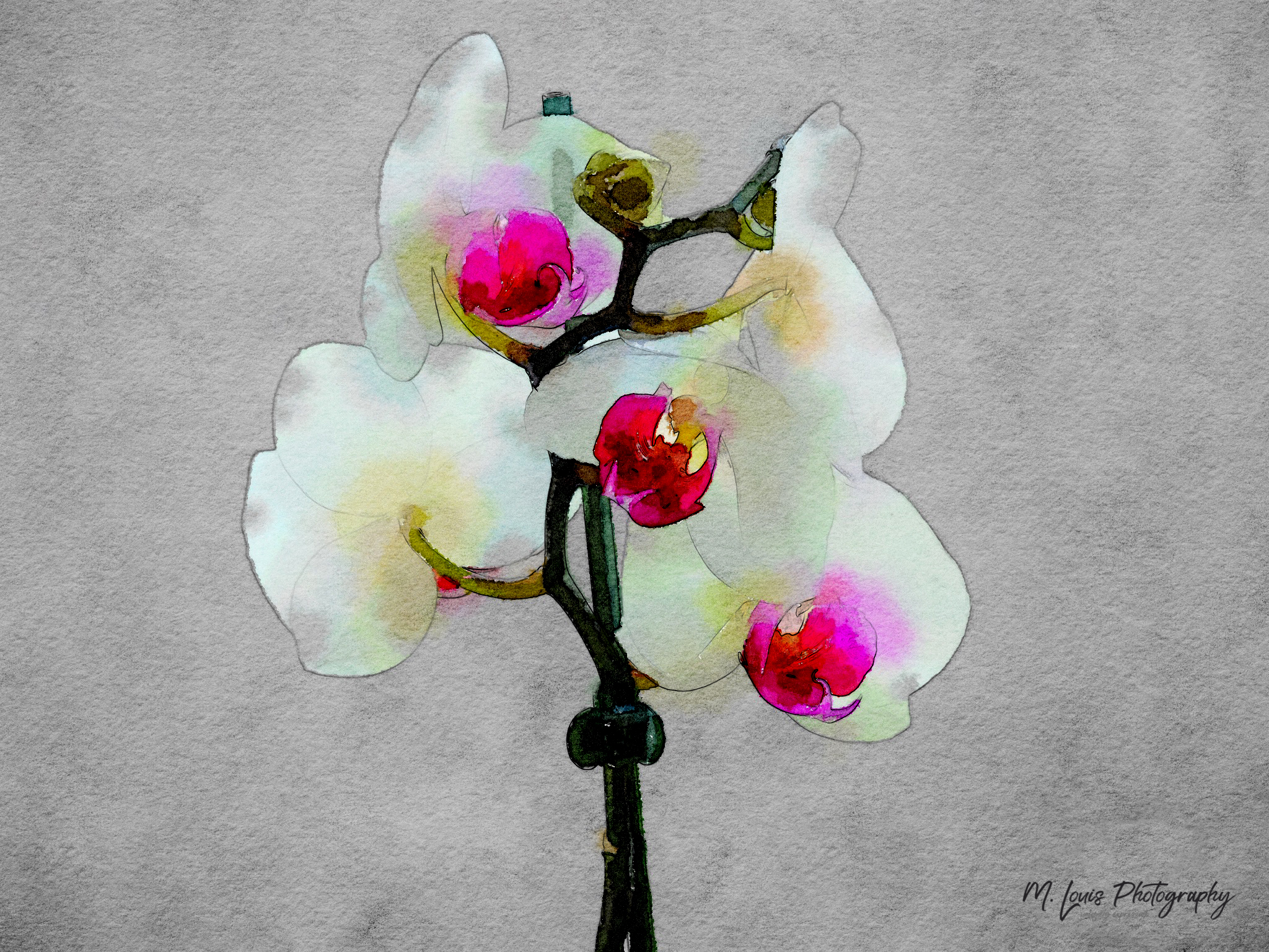 Orchid on Gray IMG_1689.jpg