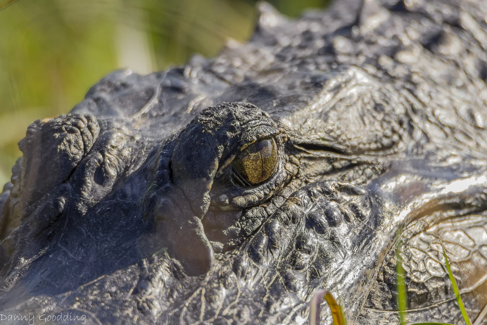 Spirit Animal Totems...wait, what?