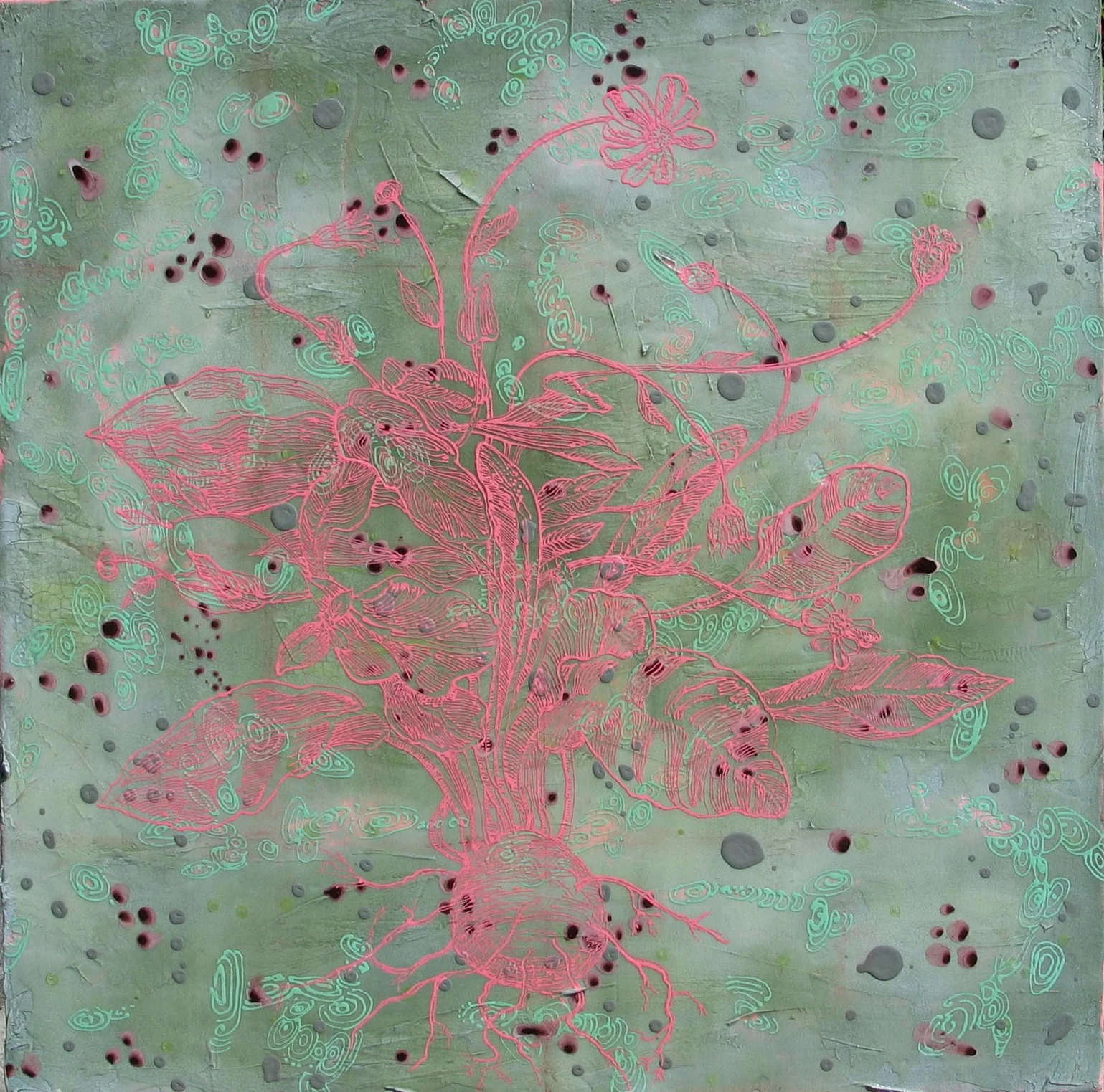 Bulbosa Pinko 36" x 36"