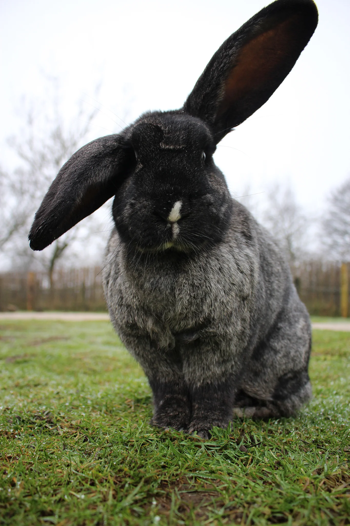 Animals — Peak Wildlife Park